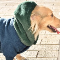 ɥå ѡ աǥ [ 21203-2001 ] meagratia / ᥢ顼ƥ