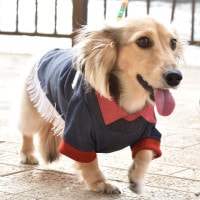 ɥå 󥷥 [ 21203-2003 ] meagratia / ᥢ顼ƥ