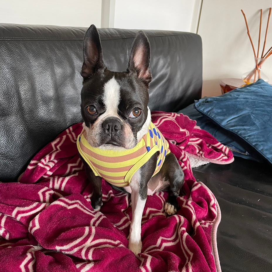 Whipped cream ۥåץ꡼ [ MM211-TE005 ] MAiTE by Mark Gonzales / ޥ Х ޡ󥶥쥹