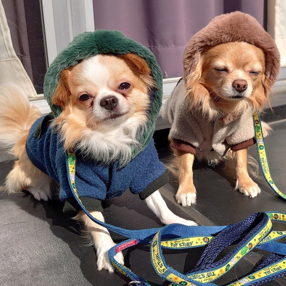 ɥå ѡ աǥ [ 21203-2001 ] meagratia / ᥢ顼ƥ