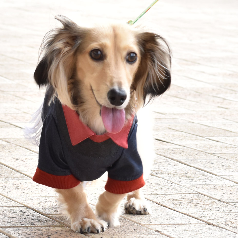 �ɥå������� ���������󥷥�� [ 21203-2003 ] meagratia / �ᥢ���顼�ƥ���