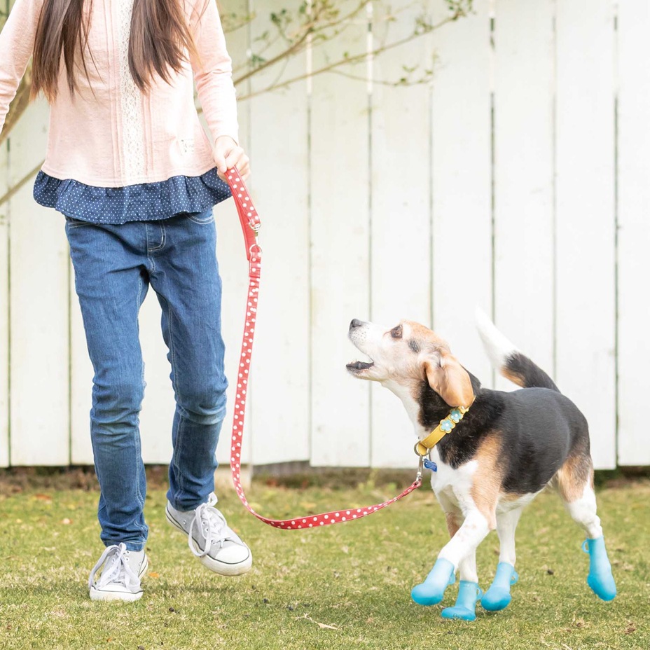 Pawtect [ PICA-PAWA-4 ] PET'S ADVANCE / �ڥåȥ��ɥХ�