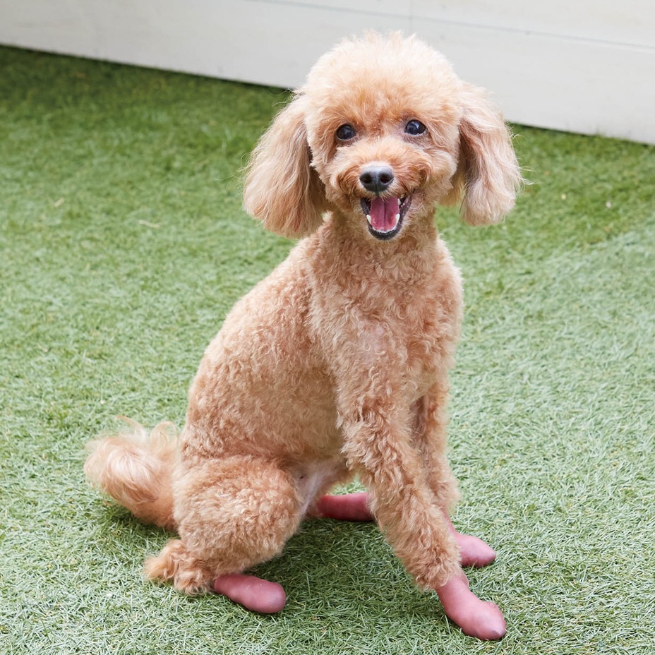 Pawtect [ PICA-PAWA-4 ] PET'S ADVANCE / �ڥåȥ��ɥХ�