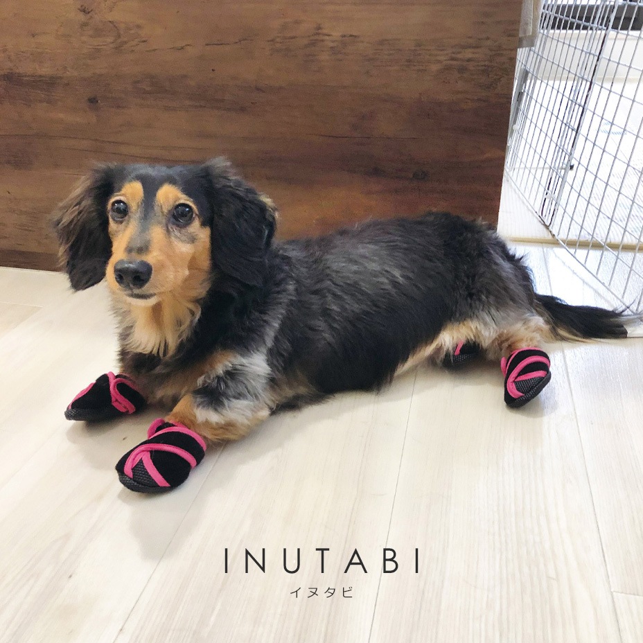 Inutabi [ PICA-PADT ] PET'S ADVANCE / �ڥåȥ��ɥХ�