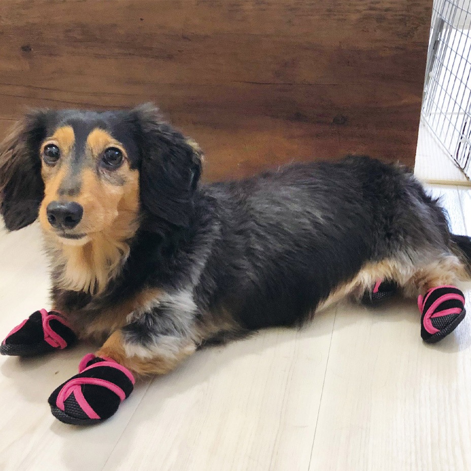 Inutabi [ PICA-PADT ] PET'S ADVANCE / �ڥåȥ��ɥХ�