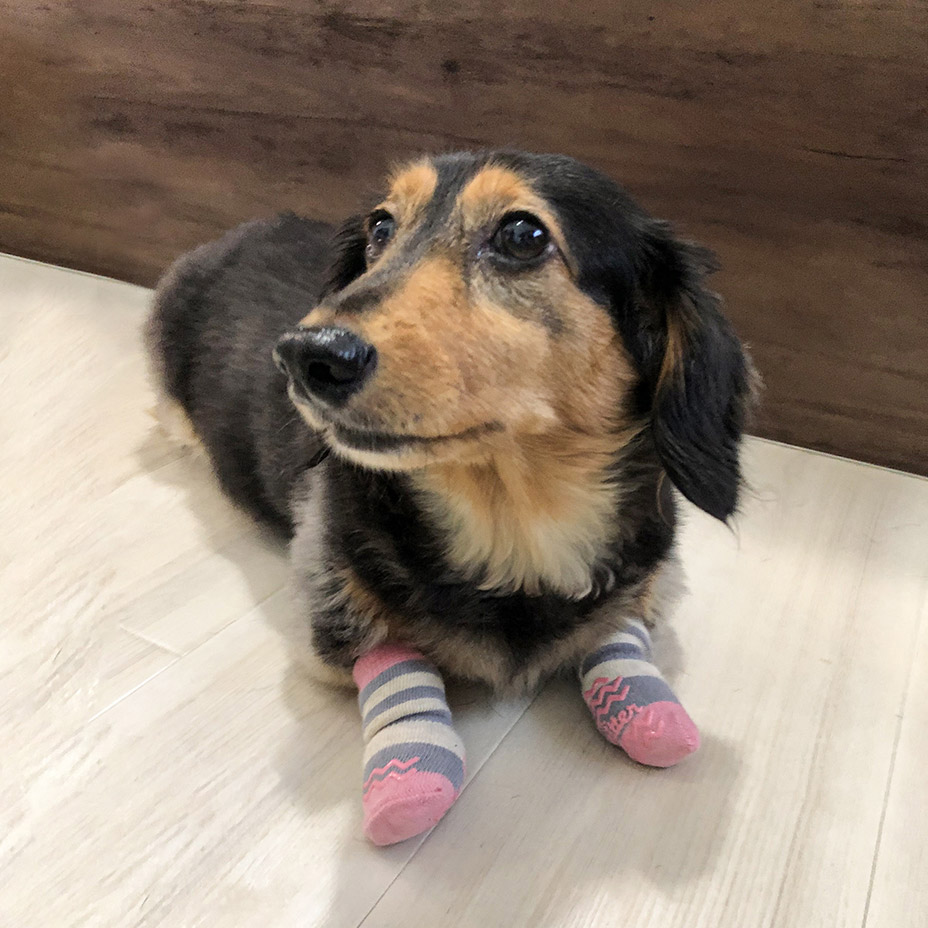 Skitter [ PICA-PAKS ] PET'S ADVANCE / �ڥåȥ��ɥХ�