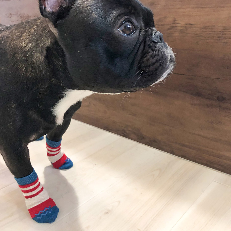 Skitter [ PICA-PAKS ] PET'S ADVANCE / �ڥåȥ��ɥХ�