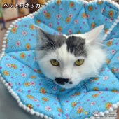 ˥ޥͥå  ڼ25cm  ֥롼 忧 ե ڥåѥͥå ꥶ٥顼 083-105 ñ եȥꥶ٥  餫 Ҥäɻ Ѹ奱 ٥뷿 ǭ 