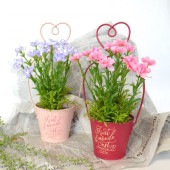 ϡ å֥ꥭݥå  ke-4704-c-wr-pk 磻å ԥ ֡ £ʪ ե ȭС ȭ ֥ꥭ