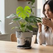 ХץĥݥåȥΥ 5 81082 A  ʪ ʪ ȭ ȭ ץ󥿡 ץĥݥå ޡ֥ ꥵǺ   ľ16.5cm