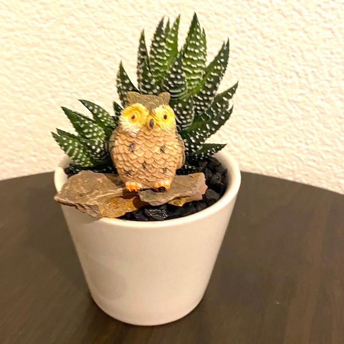 受注生産品 フクロウ 福郎 ふくろう サボテン 観葉植物 インテリア グリーン ミニチュア かわいい 動物 フィギュア インテリア雑貨 観葉植物 三和ポチット 受注生産品 フクロウ 福郎 ふくろう サボテン 観葉植物 インテリア グリーン ミニチュア かわいい 動物 フィギュア インテリア雑貨 観葉植物 三和ポチット