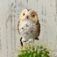 �ڼ��������ʡۤդ����� �ݥ��ܥƥ� pr-wb ���տ�ʪ  ���ܤƤ� �������� ����ƥꥢ ���꡼�� �ߥ˥��奢  ���襤�� ưʪ �ե����奢