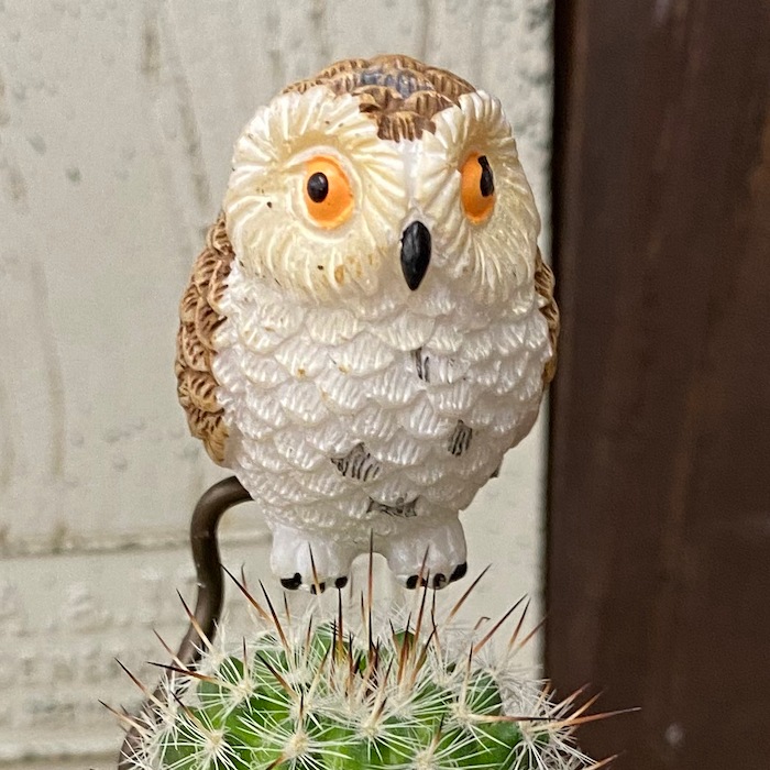 �ڼ��������ʡۤդ����� �ݥ��ܥƥ� cy-wb ���տ�ʪ  ���ܤƤ� �������� ����ƥꥢ ���꡼�� �ߥ˥��奢  ���襤�� ưʪ �ե����奢