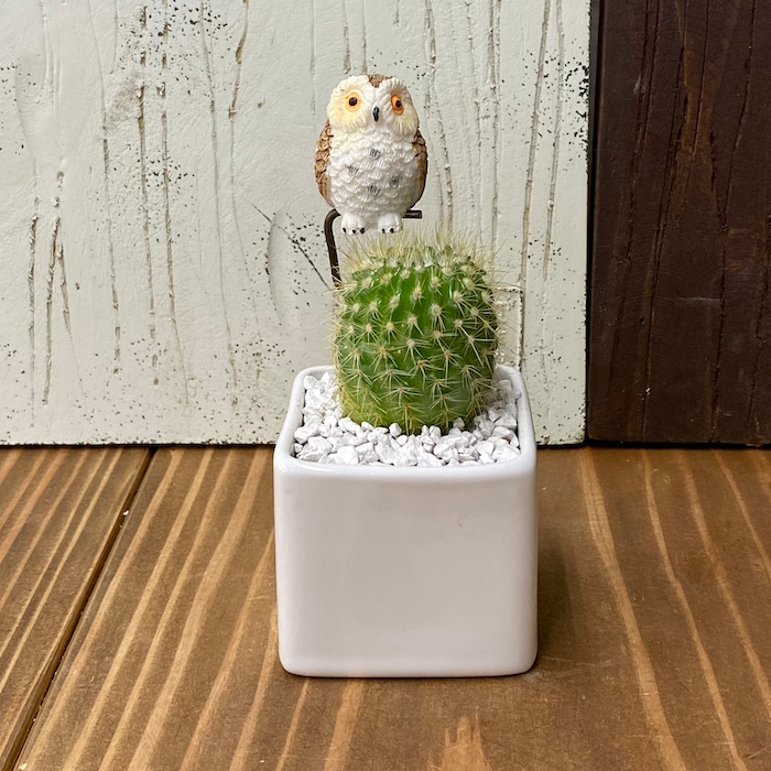 S for Shoko スカーフサボテンカクタスグリーン