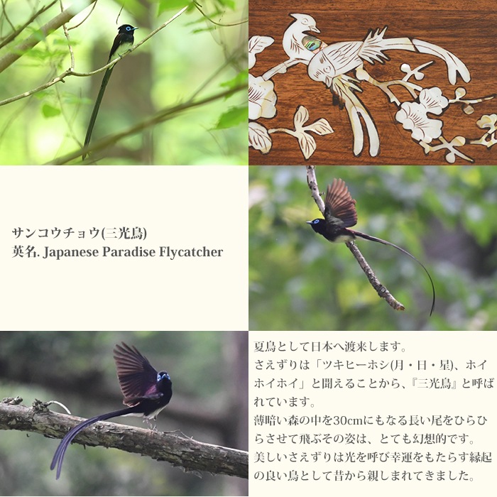 �������꾮��(��) ��� �ﵯʪ ��Ǥ� ���� ���󥳥����祦 ����Ļ �� �� �����ɥ� ʡ �� ������ ���� ���� SE011914 �ץ�ߥ��� £��ʪ �ץ쥼���