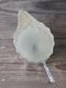 Royal Family����С��ԥå��㡼Torchon