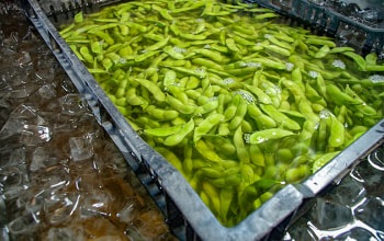 【数量限定】こだわり枝豆セット