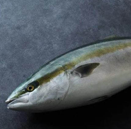 「100年ハマチ」ラウンド（1尾）約3.5㎏