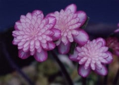 �����ֻ������סʤ���Τ�������ˡ���ź��