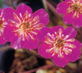 ������ŷ���ʤƤ󤸤�ˡסʻ��ʺ��