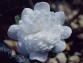 ������Ԥ���ʤ���ݤ��ˡס���ź��