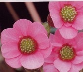 ������ͼ�ȡʤ������礦�ˡס����غ��