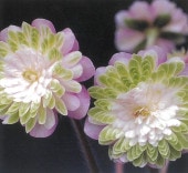 �����ְ���ʤ����ͤŤ�ˡס���ź��