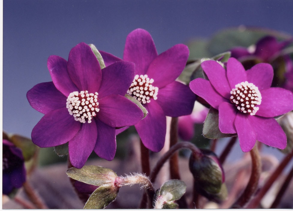 雪割草「玉鴉（たまがらす）」（乙女咲） | 雪割草・乙女咲 | ササヌマ