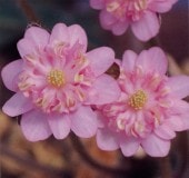 ����������ʤȤ��줤�ˡס����Һ��