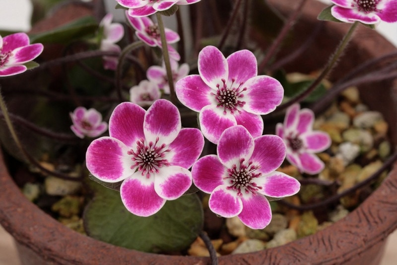 ��������ξ�ʤޤ��礦�ˡס�ɸ��֡�