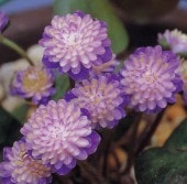 ������ë�λ����ʤ��ˤΤ��ۤ��ˡס���ź��