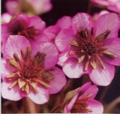 �����ֹ����ʤ����ۤ��ˡסʻ��ʺ��