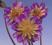 �����ּ���ԡʤ狼�ष��ˡסʻ��ʺ��