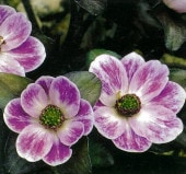 �����ֱ���ʡʤ���֤��礯�ˡס�ɸ��֡�