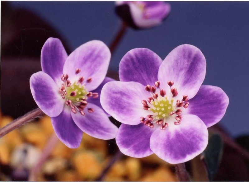 ������Ȭӡ���ʤ䤿���餹�ˡס�ɸ��֡�