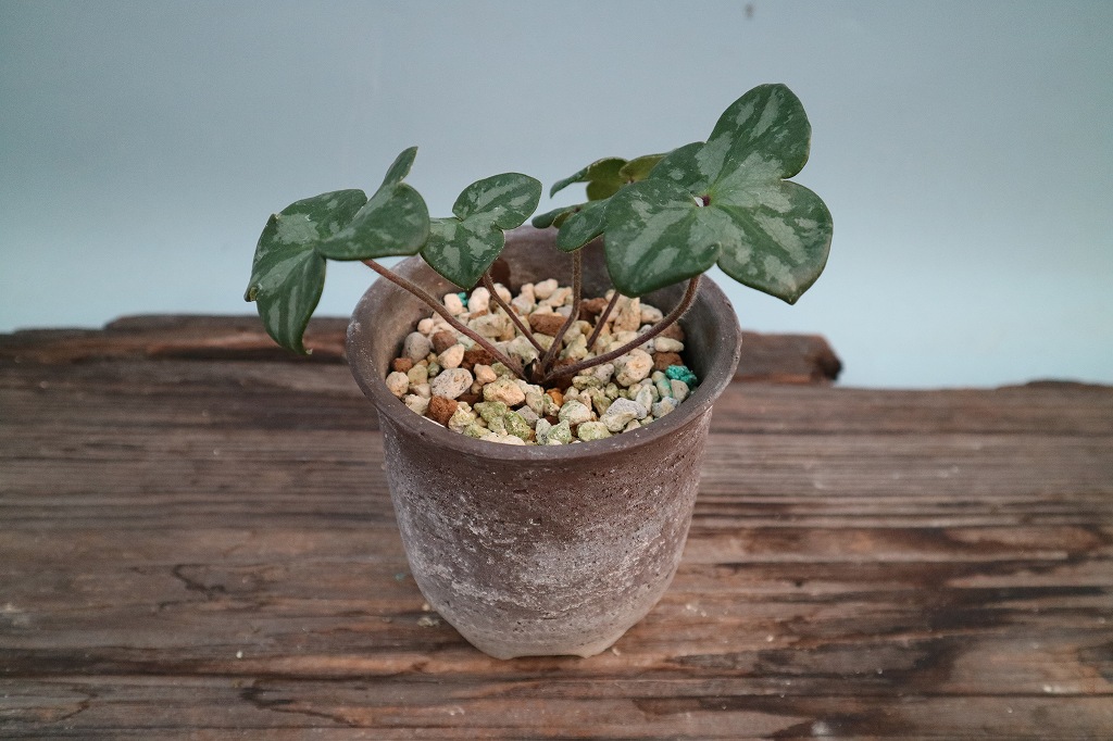 雪割草「冴月（さえげつ）」（標準花） | 雪割草・標準花 | ササヌマ