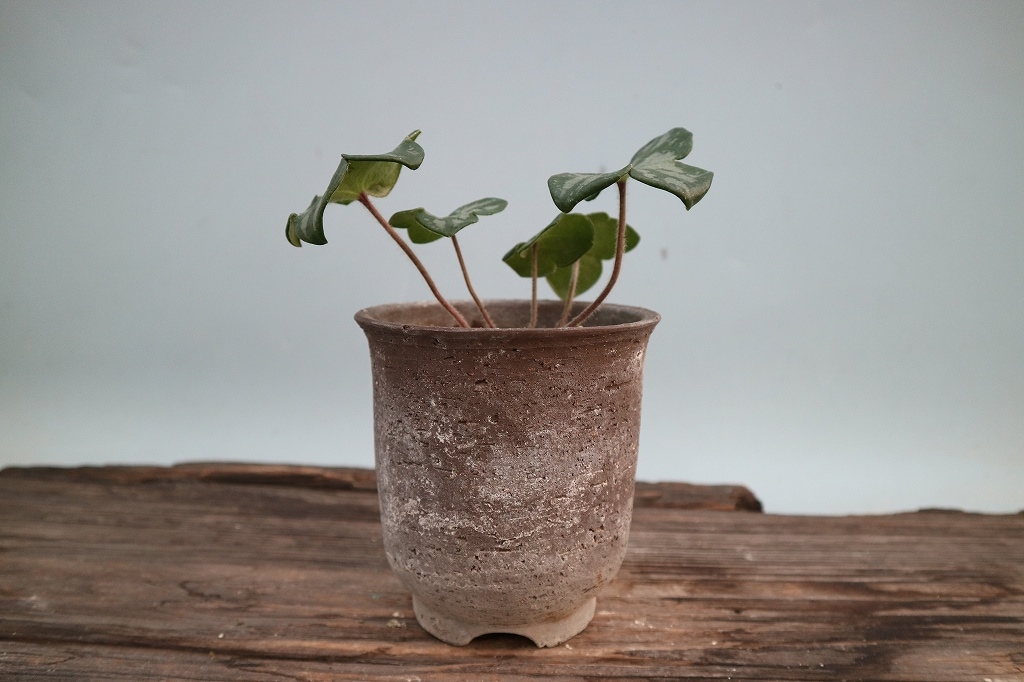 雪割草「冴月（さえげつ）」（標準花） | 雪割草・標準花 | ササヌマ