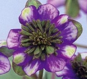 �����������ʤ�ߡˡסʻ��ʺ��