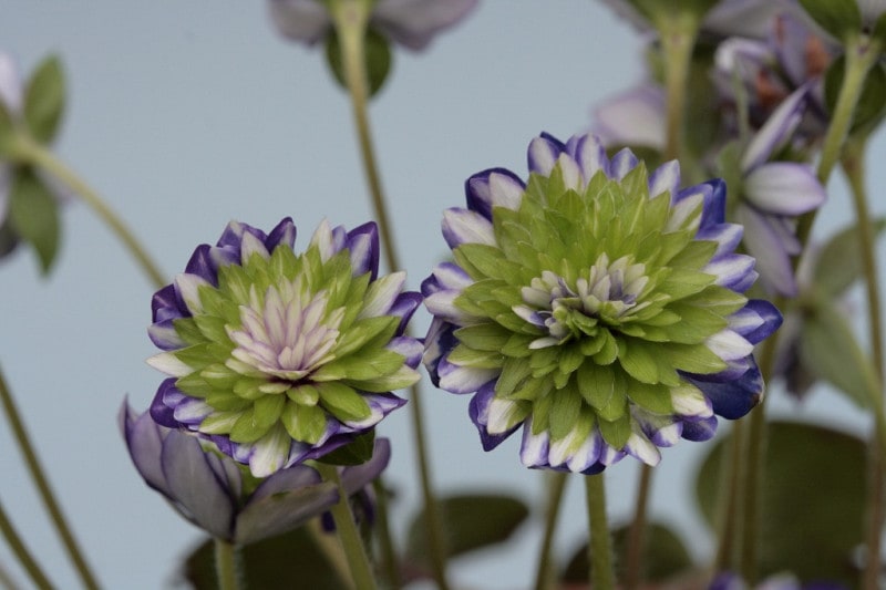 ������ͩ���ʤ椦���夦�ˡס���ź��