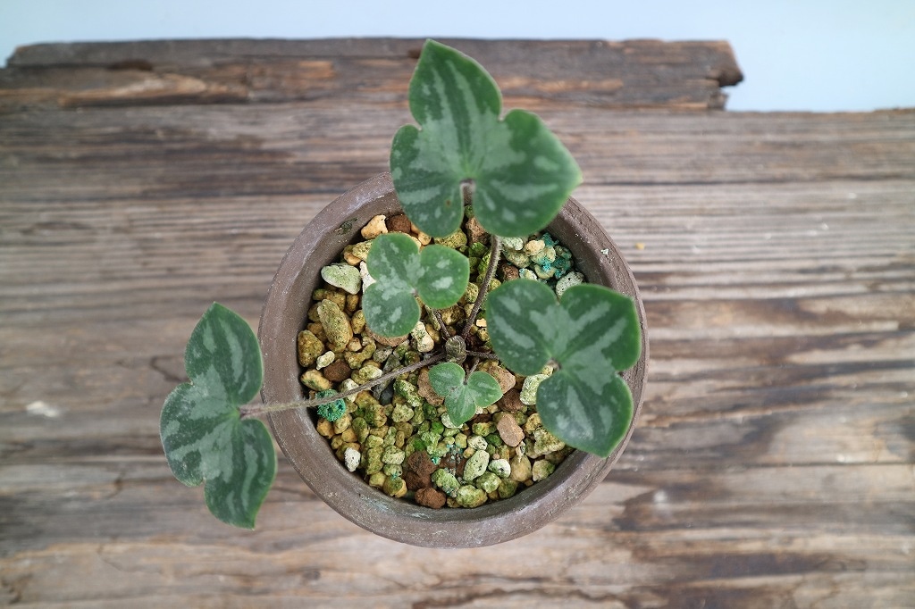 雪割草「幽愁（ゆうしゅう）」（千重咲） | 雪割草・千重咲 | ササヌマ