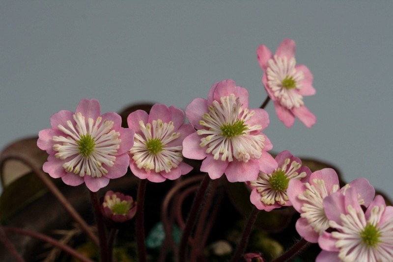 ����������ʤ�󤸤礦�ˡס����ʺ��