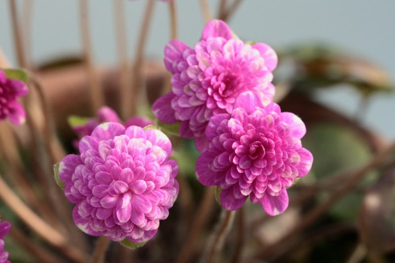 �����־��ʤ����ߡˡס���ź��