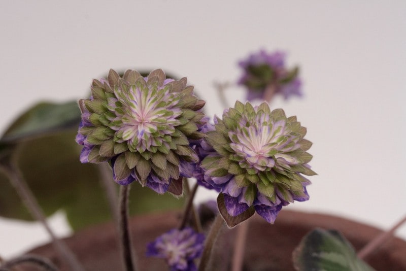 �����ֻ��ʤ���餤�ˡס���ź��