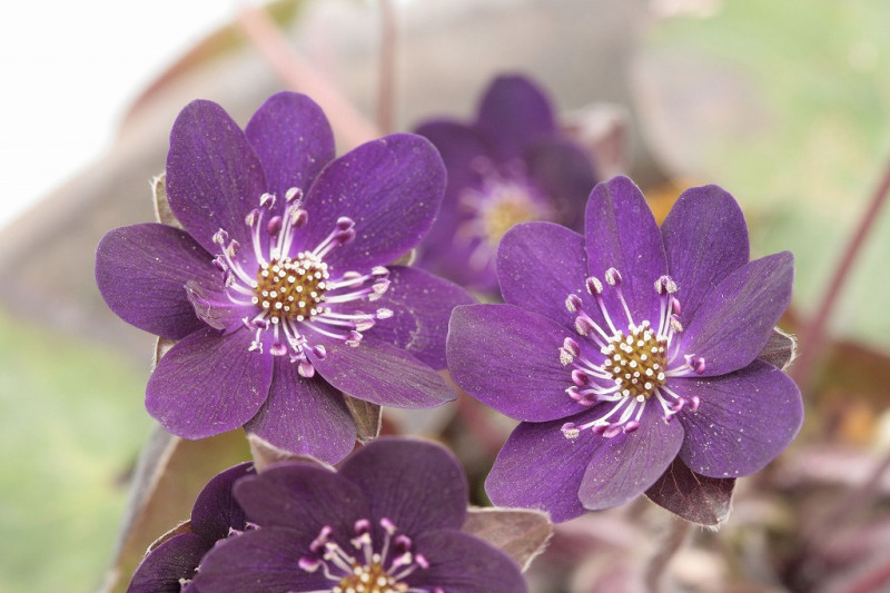 ������ǻ̸�ʤΤ���ˡס�ɸ��֡�