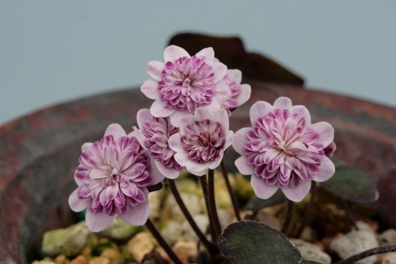 �����ִ�˾�νաʤ��ܤ��ΤϤ�ˡס���Һ��