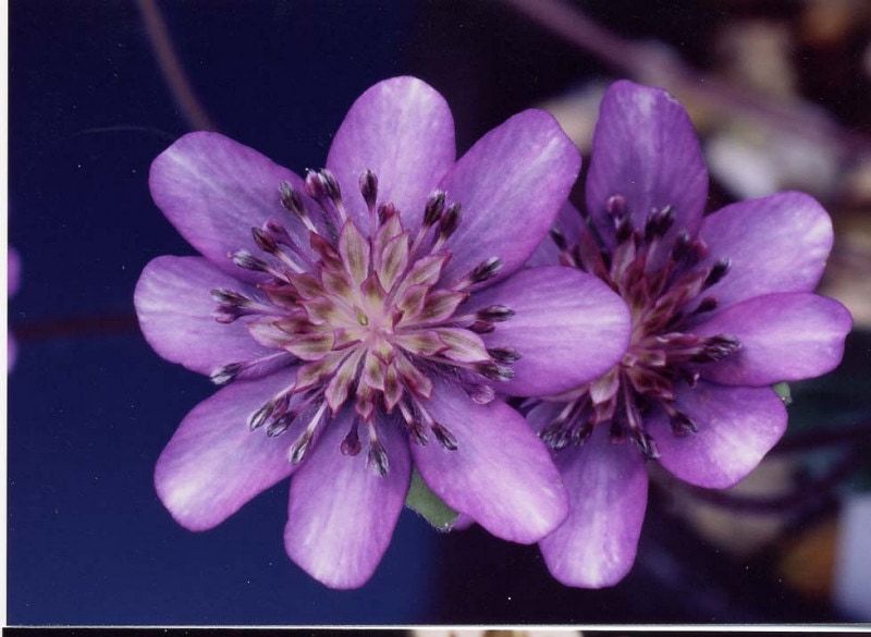 �����ֻ������ʤߤ������ˡסʻ��ʺ��