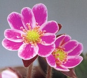 �����������ʤϤ������ˡס�ɸ��֡�