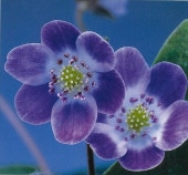 ������ŷ���ܡʤƤ�ޤ󤰤��ˡס�ɸ��֡�