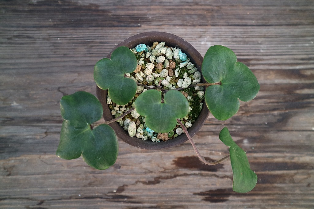 雪割草「天満宮（てんまんぐう）」（標準花） | 雪割草・標準花
