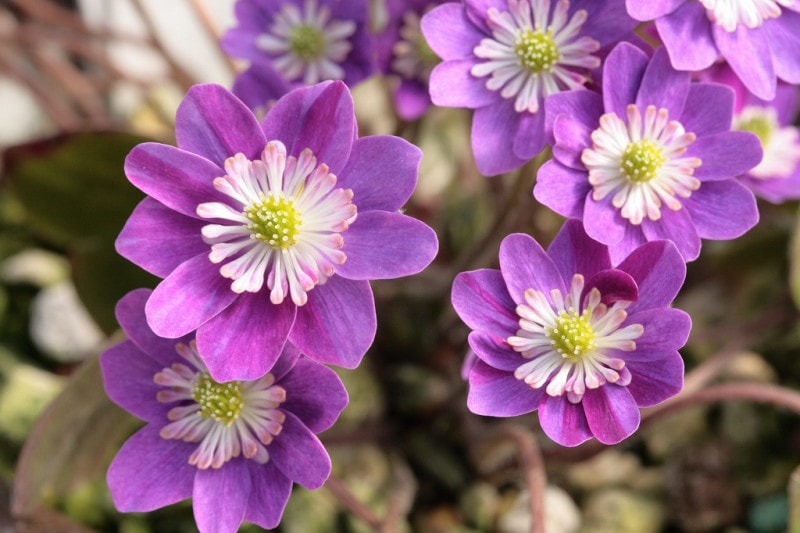 �������Ľդ�̴�ʤ��������Τ��ˡס����ʺ��